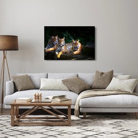 Kép - Tigris testvérek (90x60 cm)