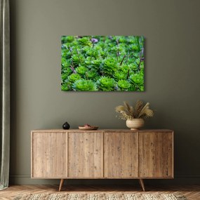 A pozsgás növények képe (90x60 cm)