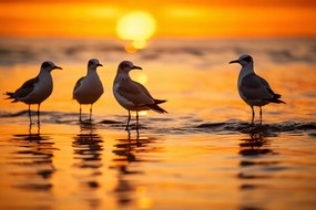 Poszter 91,5x61cm Sirály mese