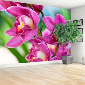 Fotótapéta rózsaszín orchideák 104x70 cm