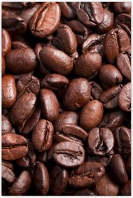 Poszterek 60x90 Kávébab