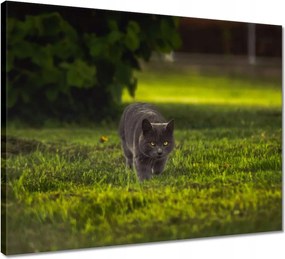 Vászonkép 50x40 Cica Cicák