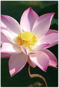 Poszterek 80x120 Lótusz Lótuszvirág