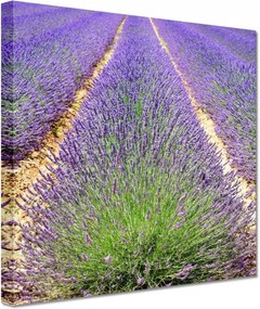 Festmények 20x20 Levendula