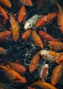 Poszter 29,7x42cm Aranyhalak gyülekeznek a felszínen, Assaf Frank