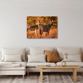 Zebrák képe (70x50 cm)