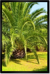 Poszterek keretben 40x60 Trópusok Tájkép Pálmafák