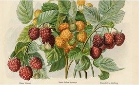 Flizelin fotótapéta Flizelin Design Klasszikus málna 416x254