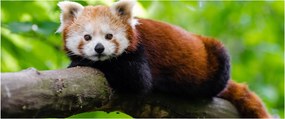 A vörös panda képe (120x50 cm)
