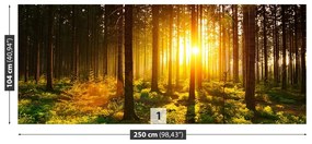 Fotótapéta erdei nap 104x70 cm