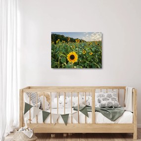 Üveg kép - Napraforgómező II. (70x50 cm)