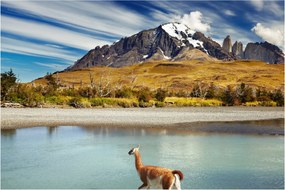 Kép - Torres del Paine Nemzeti Park (90x60 cm)