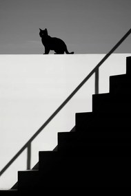 Poszter 30x45cm Sziluett és szimmetria