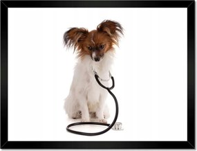 Poszterek keretben 40x30 Kutya sztetoszkóppal