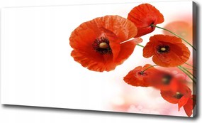 Vászonkép modern Pipacsok 100x70 cm