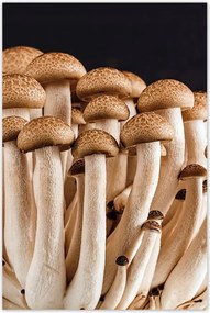 Poszterek 80x120 Gomba az erdőben Közelkép