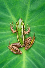 Fotográfia Image of paddy field green frog, yod67