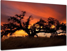 Festmények 120x80 Akác Afrikában