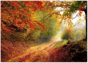 Poszterek 70x50 Út az erdőben ősz