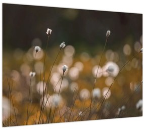 Kép - Gyapotfűvel borított rét N⁰2 (70x50 cm)