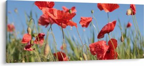 Kép - Pipacsok (120x50 cm)