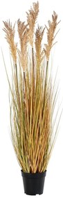 Fű műnövény (magasság 110 cm) Sorghum – House Nordic