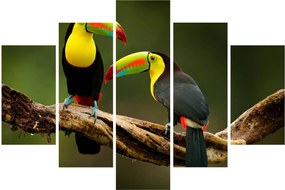 Ülő tukánok képe, Costa Rica (150x105 cm)