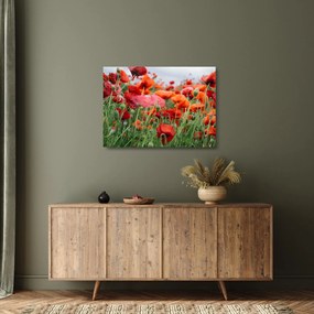 Egy kép a pipacs mezőről (üvegen) (70x50 cm)
