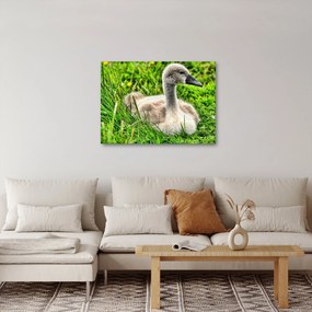 Kép - kis hattyú a fűben (70x50 cm)