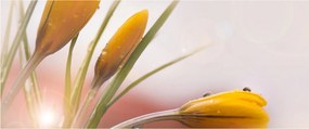 Kép - Tavaszi virágok (120x50 cm)