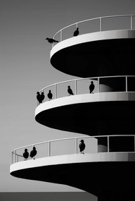 Poszter 68x101cm Holló árnyalatok