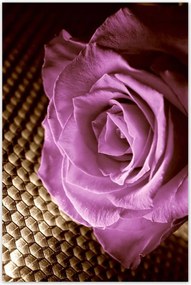 Poszterek 80x120 Rózsa Lila és szépia