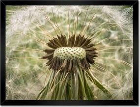 Poszterek keretben 40x30 Pitypang Virág Virágok