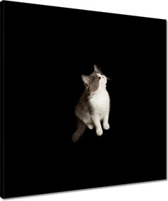 Vászonkép 50x50 Aranyos kis szürke cica