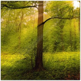 Poszterek 140x140 Varázslatos erdő Tájkép