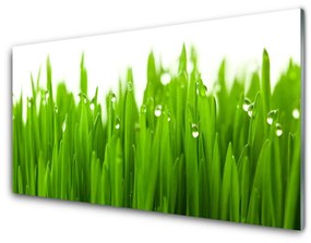 Fali üvegkép Grass Nature Plant 100x50 cm 2 fogas