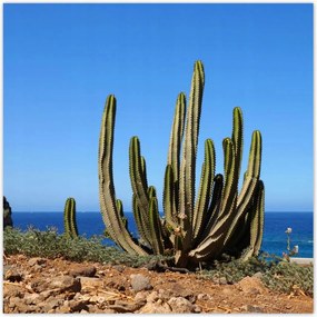 Poszterek 140x140 Kaktusz a természetben Kilåtås