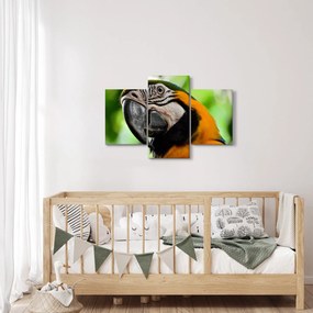 Papagáj képe (90x60 cm)