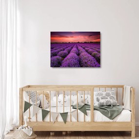 Üveg kép - Levendula mező (70x50 cm)