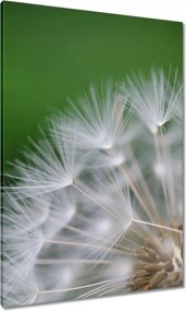 Vászonkép 70x100 Pitypang Virág Virágok