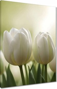 Vászonkép 60x80 Fehér tulipánok