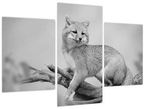Kép - Szürke róka (90x60 cm)