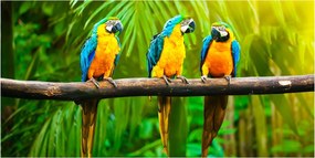 Fotó-üvegkép Papagájok az ágon 140x70