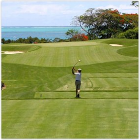 Poszterek 100x100 Golfozó a mezőn