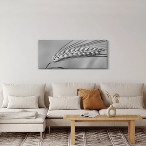 Kép - Búza, fekete-fehér (120x50 cm)