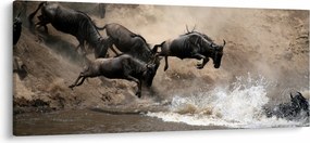 Kép - Gnúcsorda (120x50 cm)