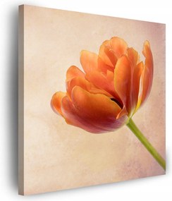Botanika Tulipán Virág Természet vászonkép 80x80 cm