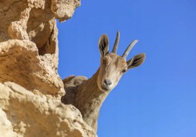 Poszter 100x70cm Ibex Nubiana 2, Assaf Frank