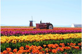 Tulipánfarm képe (90x60 cm)