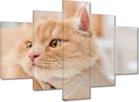 Képek 150x105 Az orvos tisztítja a macska fülét